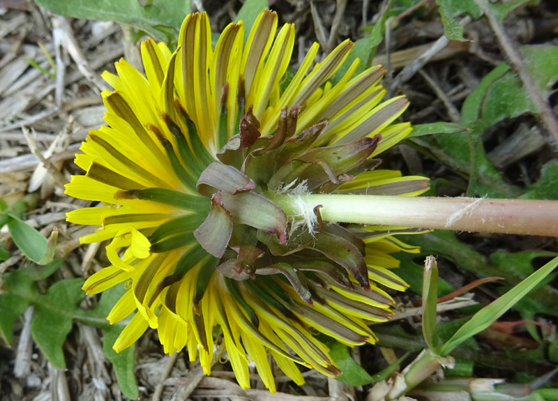 quale Asteraceae ?.....Taraxacum sp.